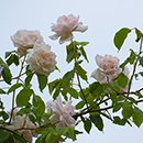 Rose Madame Alfred Carriere 4L pot NGW