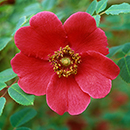 Rose moyesii Geranium 4L pot NGW
