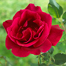 Rose Guinee 4L pot NGW