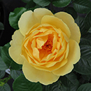 Rose Alfie Boe OBE 4L pot GW