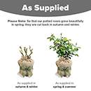 Rose Alfred Robert Boe 4L pot C GW