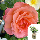 Rose Daniel's Rose 4L Pot GW