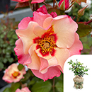 Rose Alissar Princess Of Phoenicia 4L pot GW