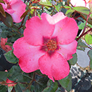 Rose Patricia's Rose 4L Pot GW