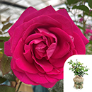 Rose All My Loving 4L pot GW