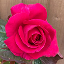 Rose All My Loving 4L pot GW