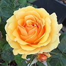 Rose Amber Queen 4L pot (ROTY 1984) GW
