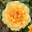 Rose Amber Queen 4L pot (ROTY 1984) GW