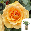 Rose Robert's Rose 4L pot GW