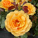 Rose Robert's Rose 4L pot GW