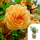 Rose Dad, You're One In a Million 4L Pot GW