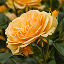 Rose Dad, You're One In a Million 4L Pot GW