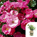 Rose Angela's Rose 4L Pot GW