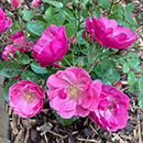 Rose Angela's Rose 4L Pot GW