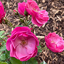 Rose Angela's Rose 4L Pot GW