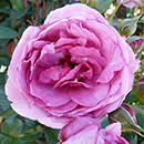 Rose Edward's Rose 4L Pot GW