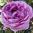 Rose Edward's Rose 4L Pot GW