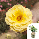 Rose 'Arthur Bell' 4L pot GW