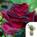 Rose Black Baccara 4L pot GW