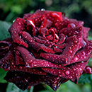 Rose Black Baccara 4L pot GW