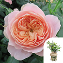 Rose Coral Wedding 35th Anniver. 4L GW