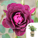Rose Burgundy Ice 4L pot GW
