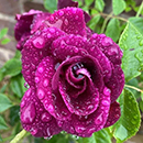 Rose Burgundy Ice 4L pot GW