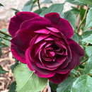 Rose Burgundy Ice 4L pot GW