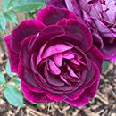 Rose Burgundy Ice 4L pot GW