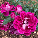 Rose Burgundy Ice 4L pot GW