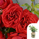 Rose Michael's Rose 4L pot GW