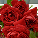 Rose Michael's Rose 4L pot GW