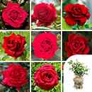 Rose Scarlet Red 4L pot GW