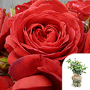 Rose Mark's Rose 4L Pot GW