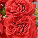 Rose Mark's Rose 4L Pot GW