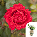 Rose Carmen 4L Pot GW