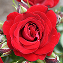 Rose Carmen 4L Pot GW