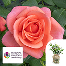 Rose Catherine's Rose 3L Pot C GW