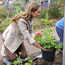 Rose Catherine's Rose 3L Pot C GW