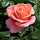 Rose Catherine's Rose 3L Pot C GW