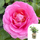 Rose Special Mum 4L pot GW