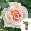 Rose Chandos Beauty 4L pot GW