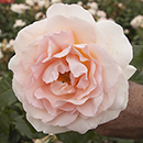 Rose Chandos Beauty 4L pot GW