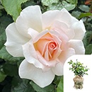 Rose At Peace (Apricot) 4L pot GW