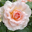 Rose Best Mum Ever 4L pot GW