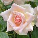 Rose Best Mum Ever 4L pot GW