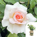 Rose Platinum 70th Wedding 4L pot GW