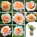 Rose Apricot 4L pot GW