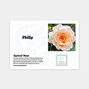 Rose Apricot 4L pot GW