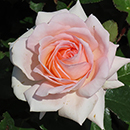 Rose Michelle's Rose 4L Pot GW